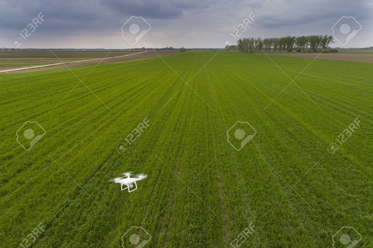 Drone flying over green wheat field in spring. Technology innovation in agricultural industry - 76545803 Drone flying over green wheat field in spring. Technology innovation in agricultural industry - 76545803