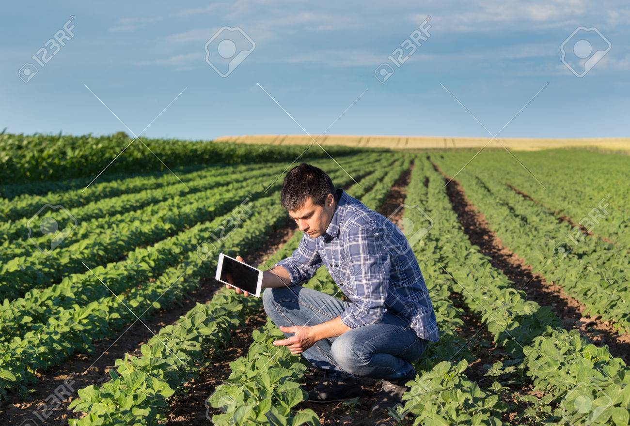 Young handsome agriculture engineer squatting in soybean field with tablet in hands in early summer - 80322351 Young handsome agriculture engineer squatting in soybean field with tablet in hands in early summer - 80322351