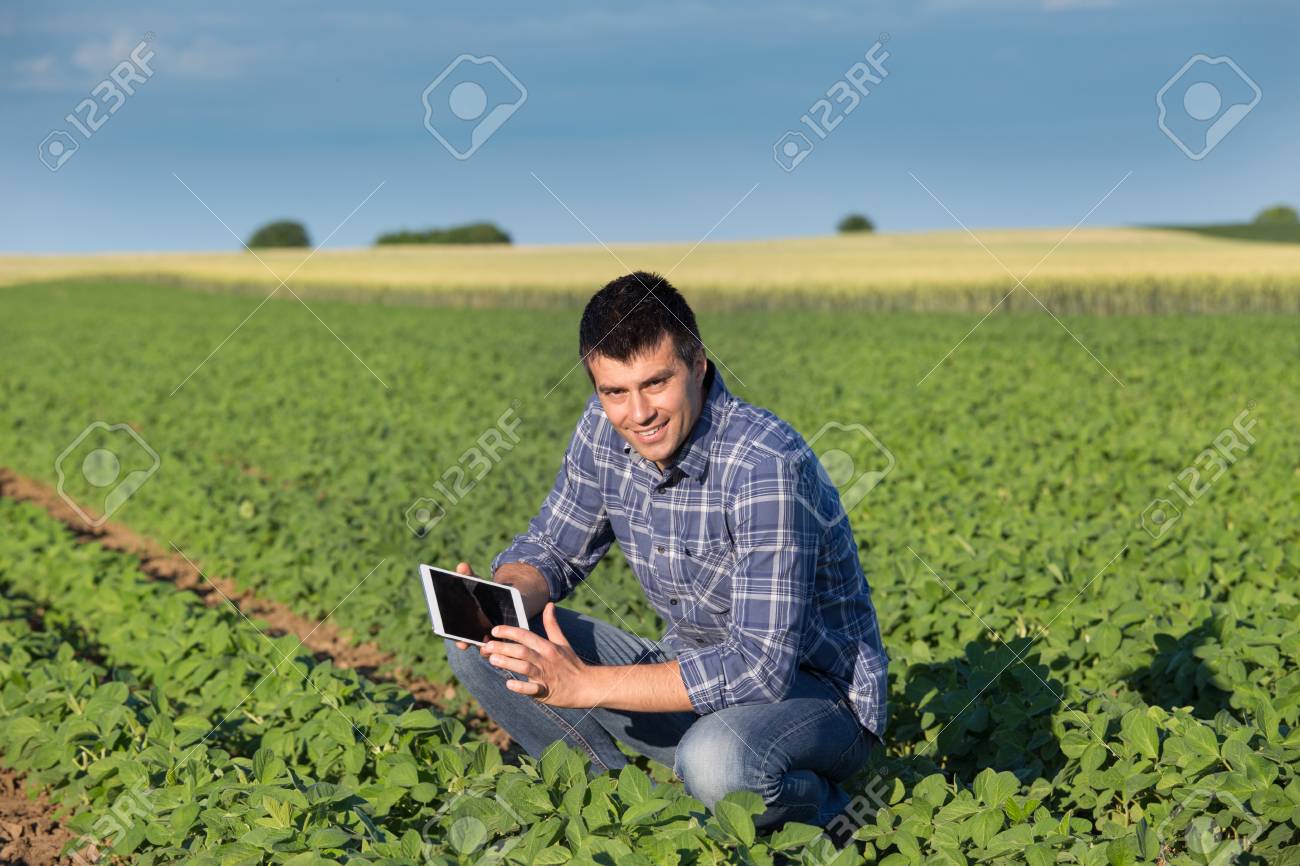 Young handsome agriculture engineer squatting in soybean field with tablet in hands in early summer - 80327749 Young handsome agriculture engineer squatting in soybean field with tablet in hands in early summer - 80327749