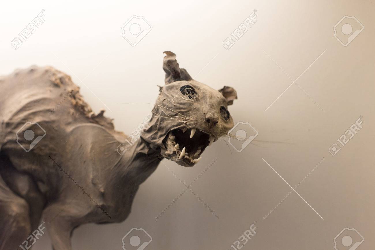 化石有史以前の猫ミイラ博物館としての展示します の写真素材 画像素材 Image 9944