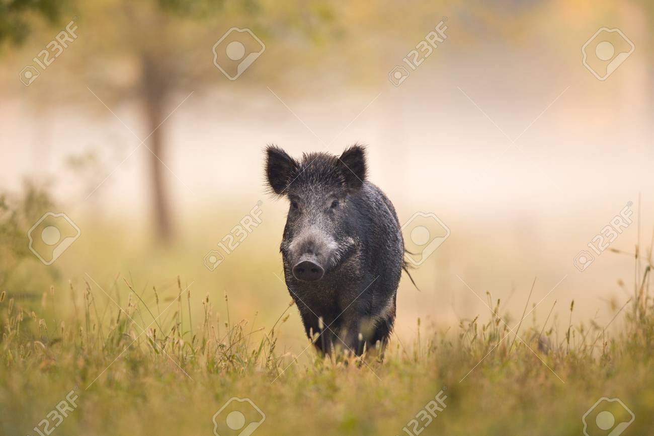 Wild boar (sus scrofa ferus) walking in forest in fog and looking at camera - 98645558 Wild boar (sus scrofa ferus) walking in forest in fog and looking at camera - 98645558
