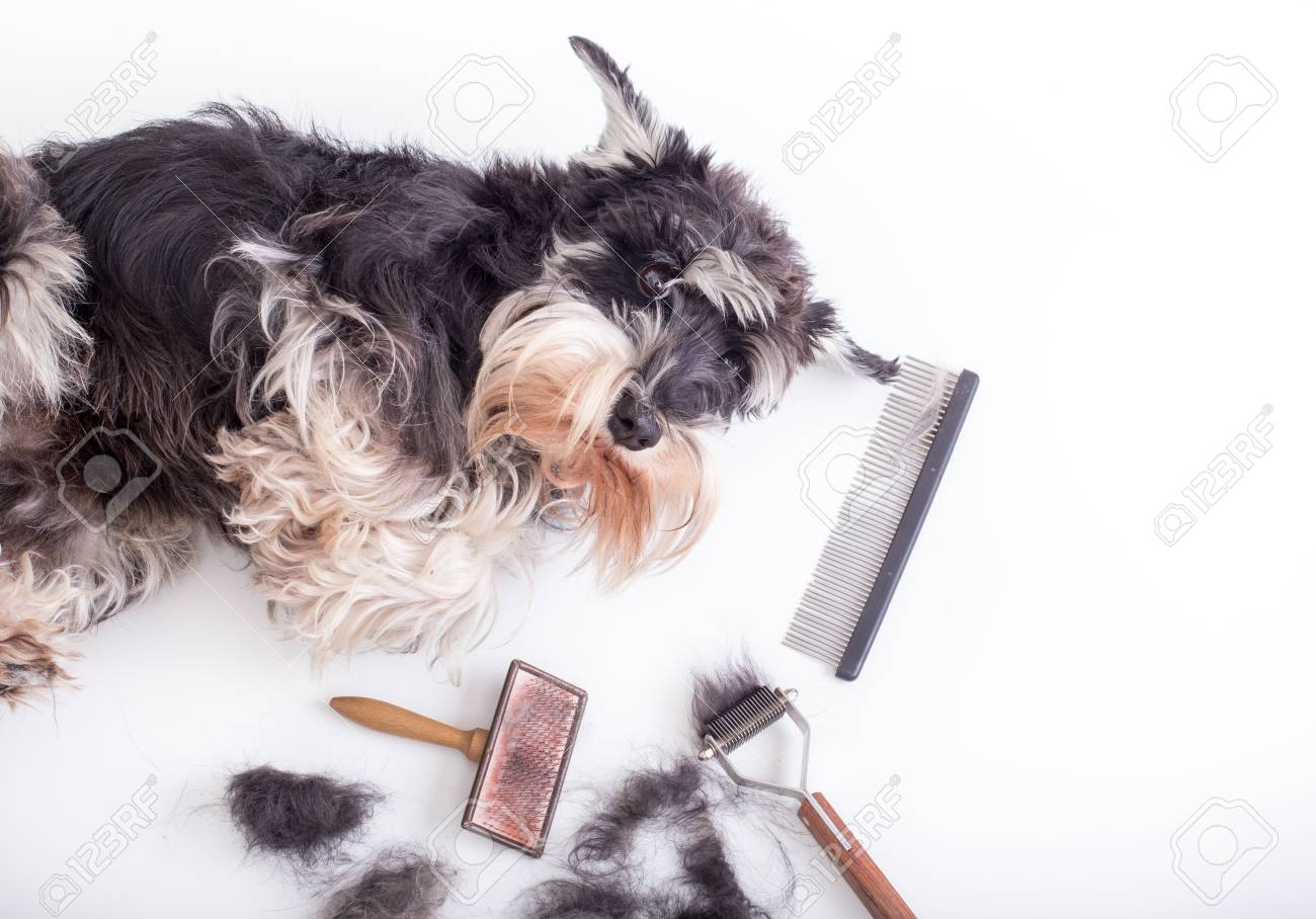 schnauzer grooming tools