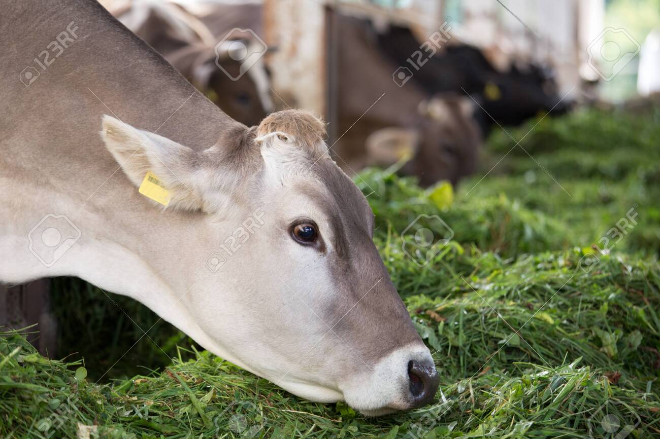 Close Up Of Jersey Cow Eating Fresh Green Feed In Stable Organic Stock Photo Picture And Royalty Free Image Image 131850578