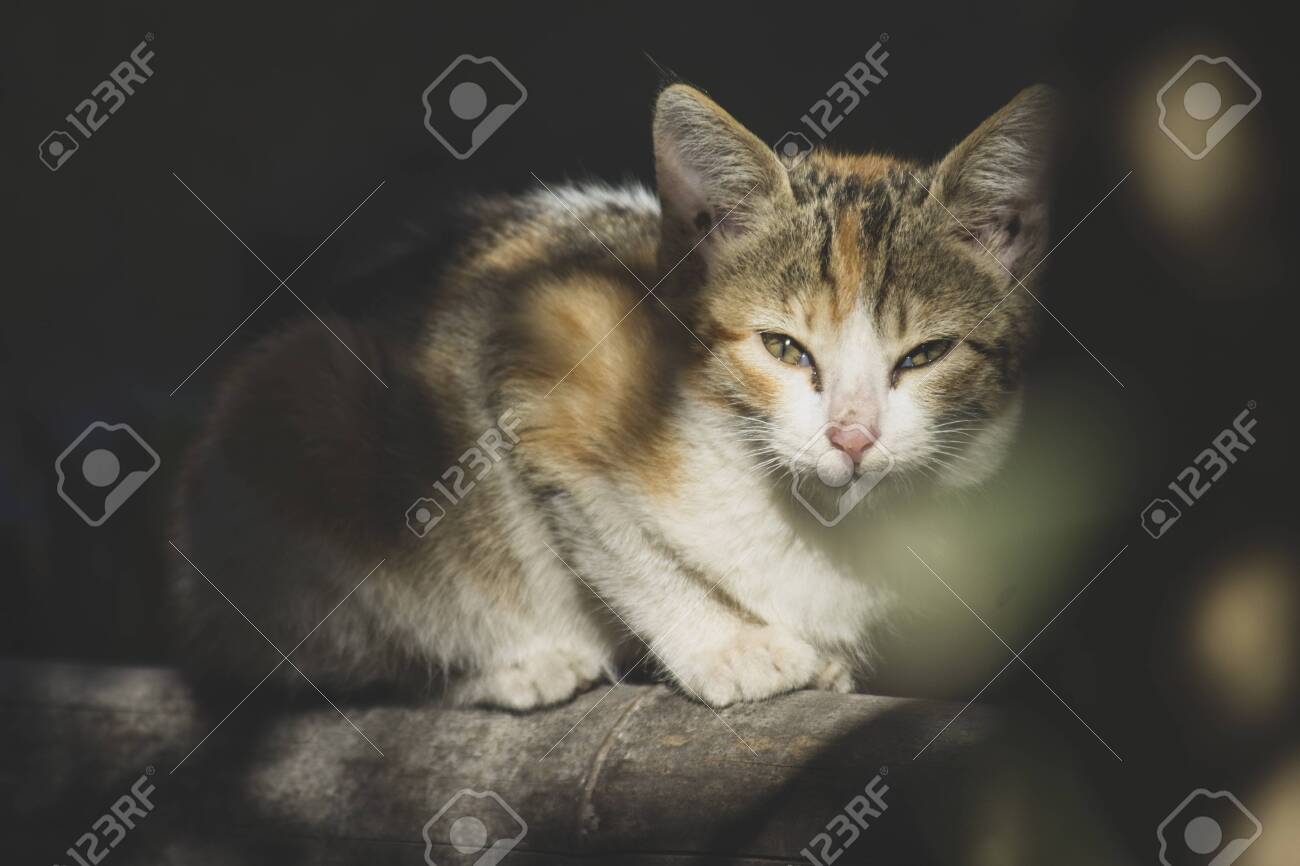 etiam-dictum-ipsum-a-felis