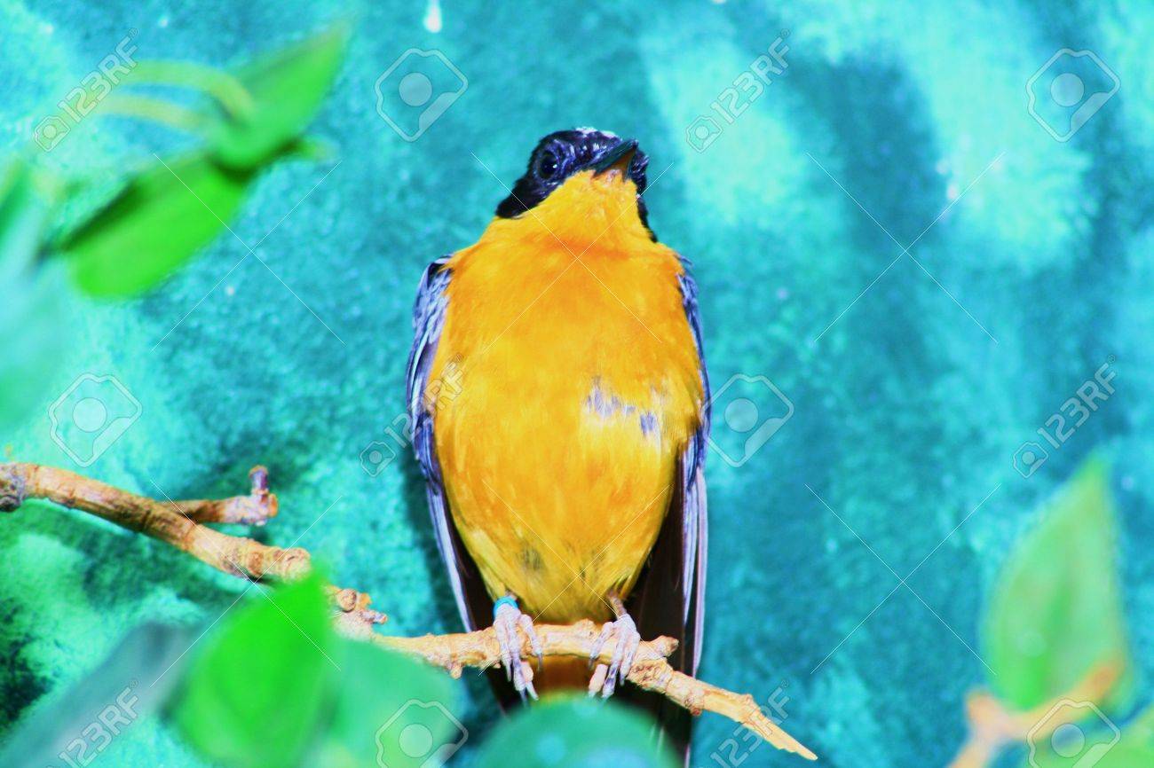 etiam-dictum-ipsum-a-felis