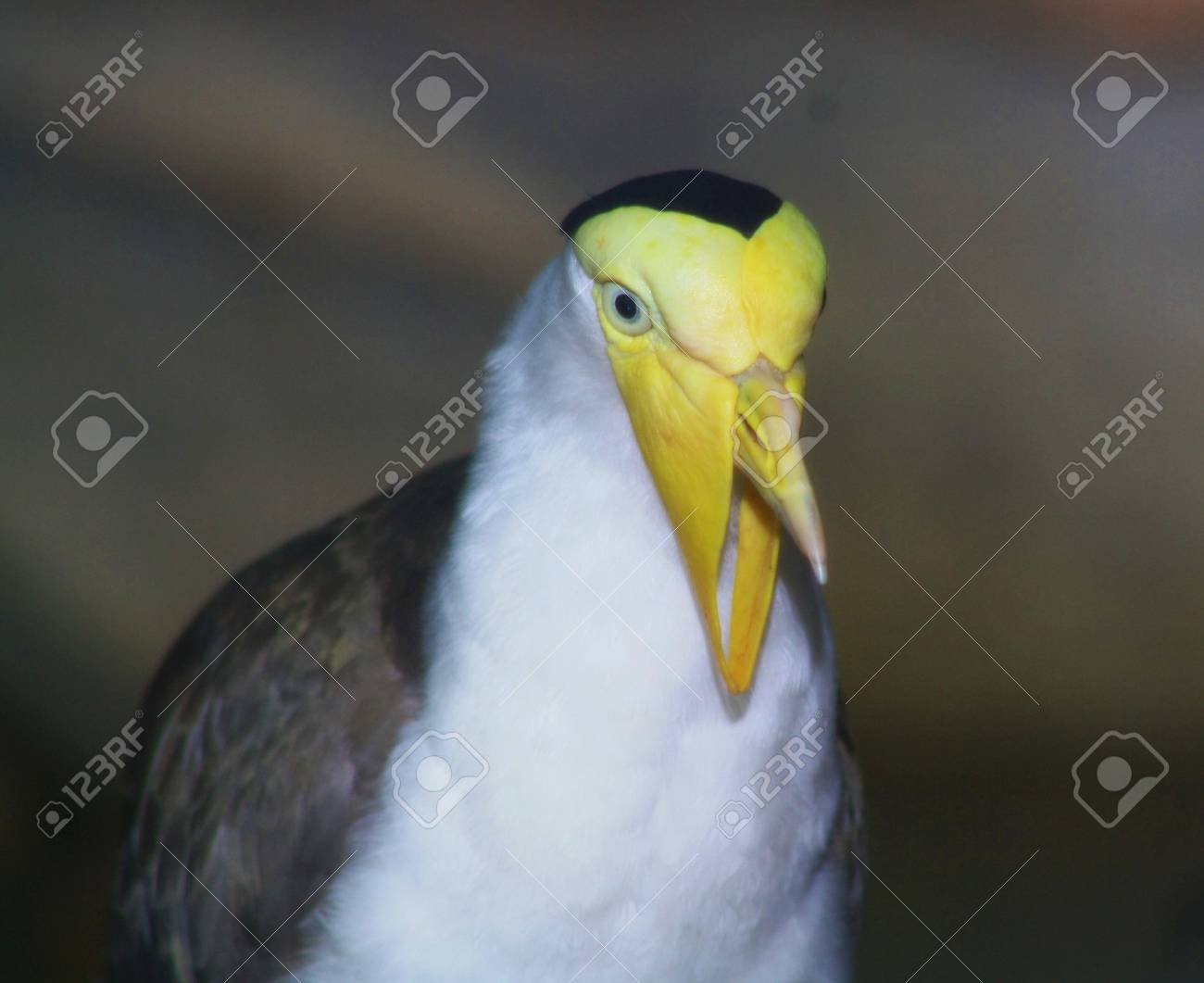 etiam-dictum-ipsum-a-felis