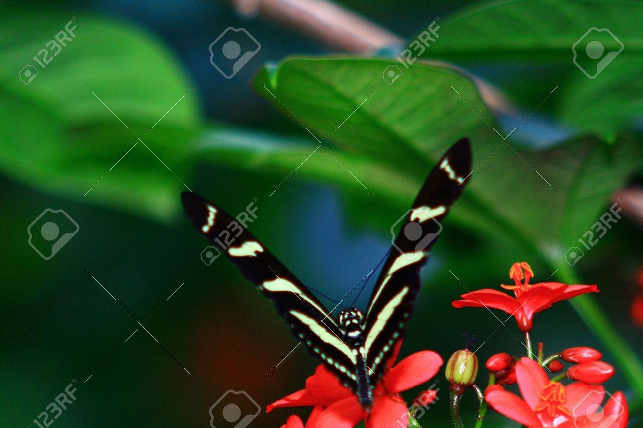 etiam-dictum-ipsum-a-felis