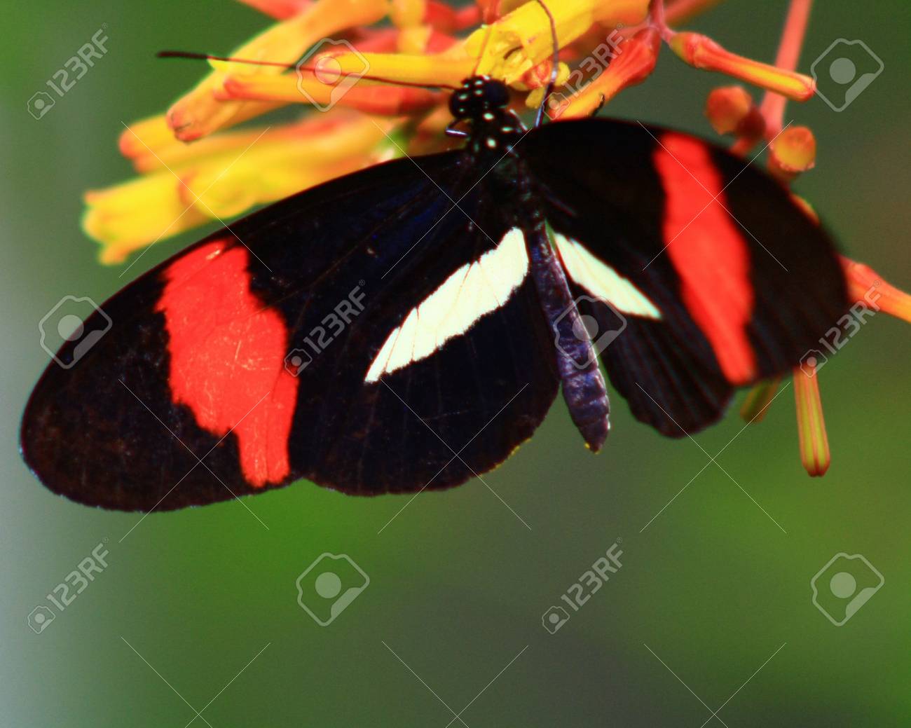 etiam-dictum-ipsum-a-felis