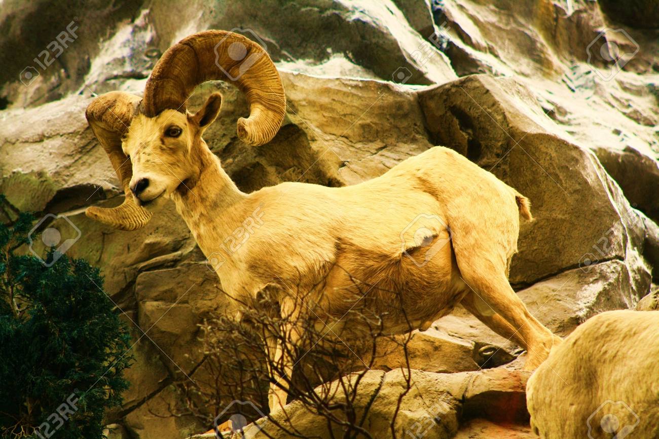deseart sheep stock photo picture and royalty free image image