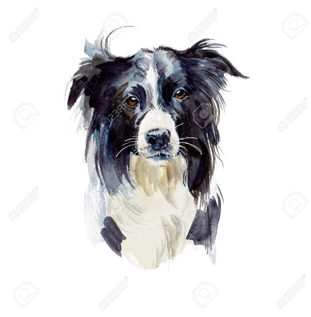 ボーダーコリー 水彩画 【公式通販】