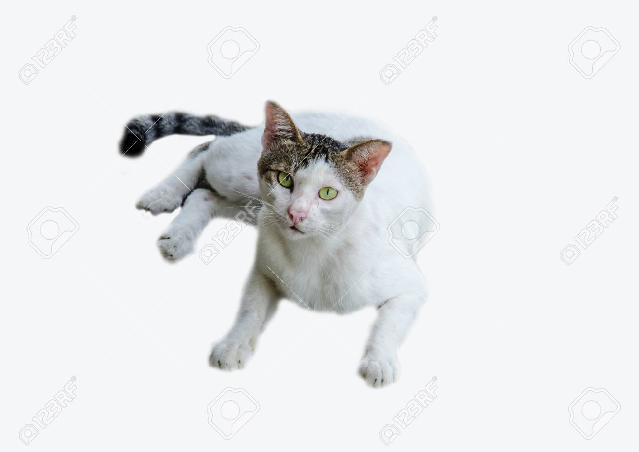 etiam-dictum-ipsum-a-felis