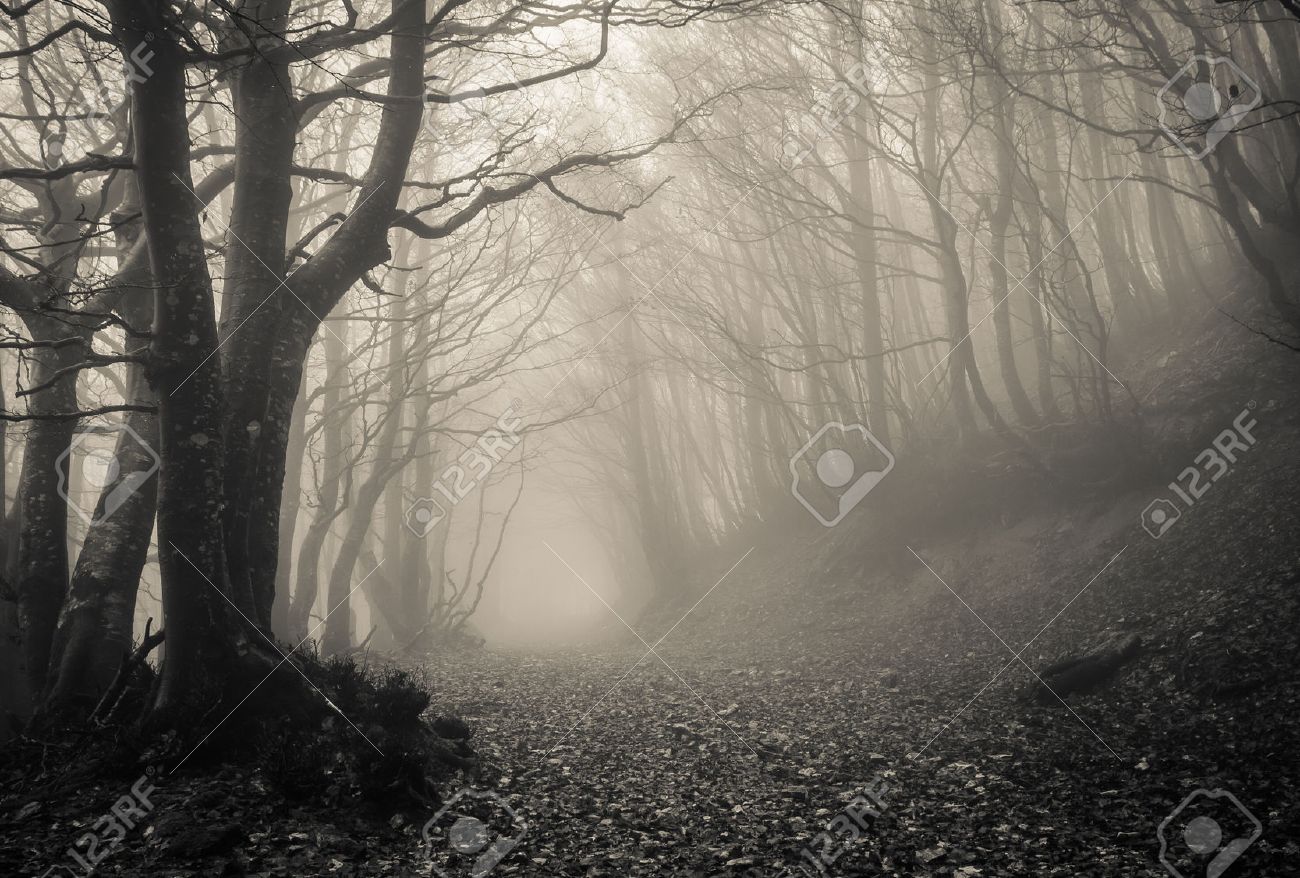 path on the gothic forest stock photo picture and royalty free