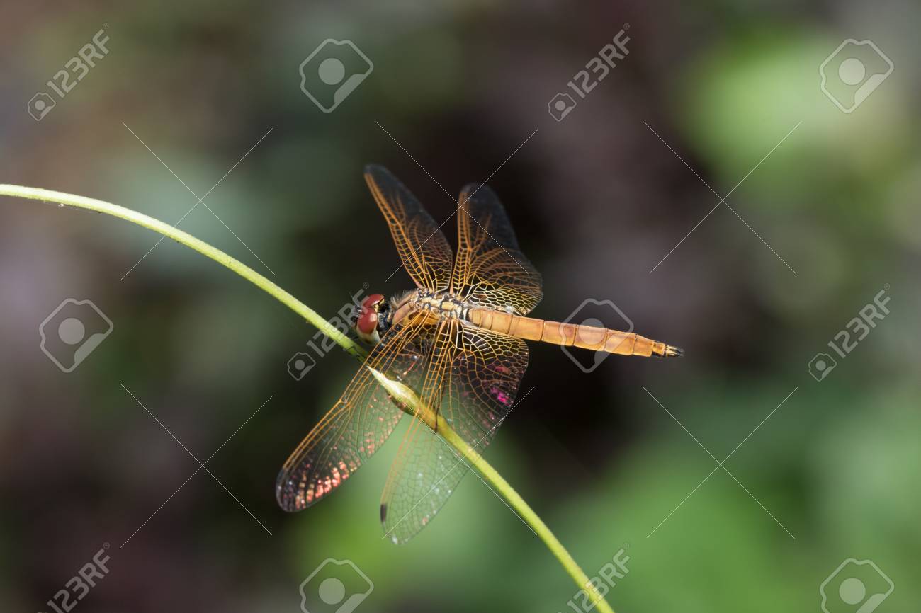 etiam-dictum-ipsum-a-felis