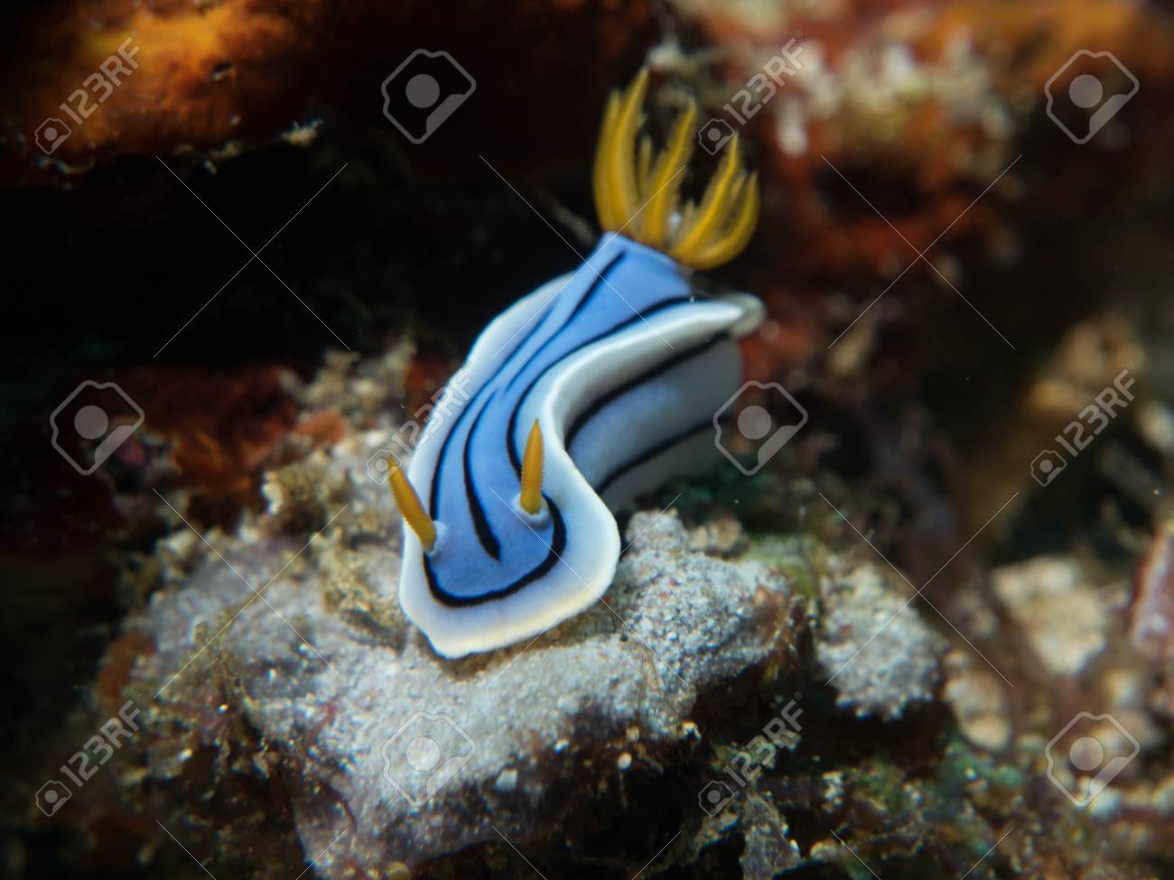 Nudibranch Stock Photo Picture And Royalty Free Image Image