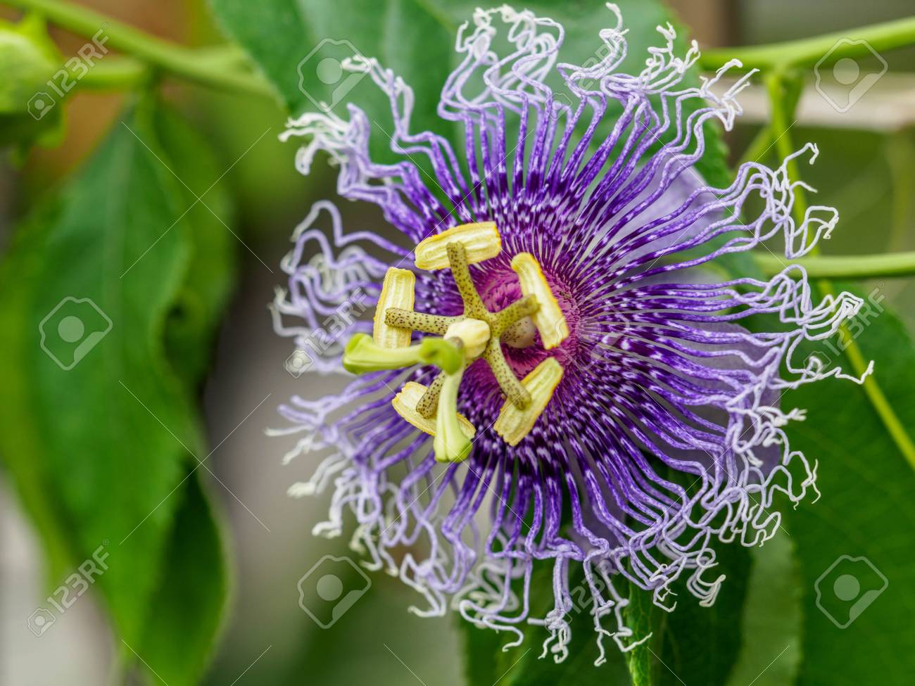 etiam-dictum-ipsum-a-felis