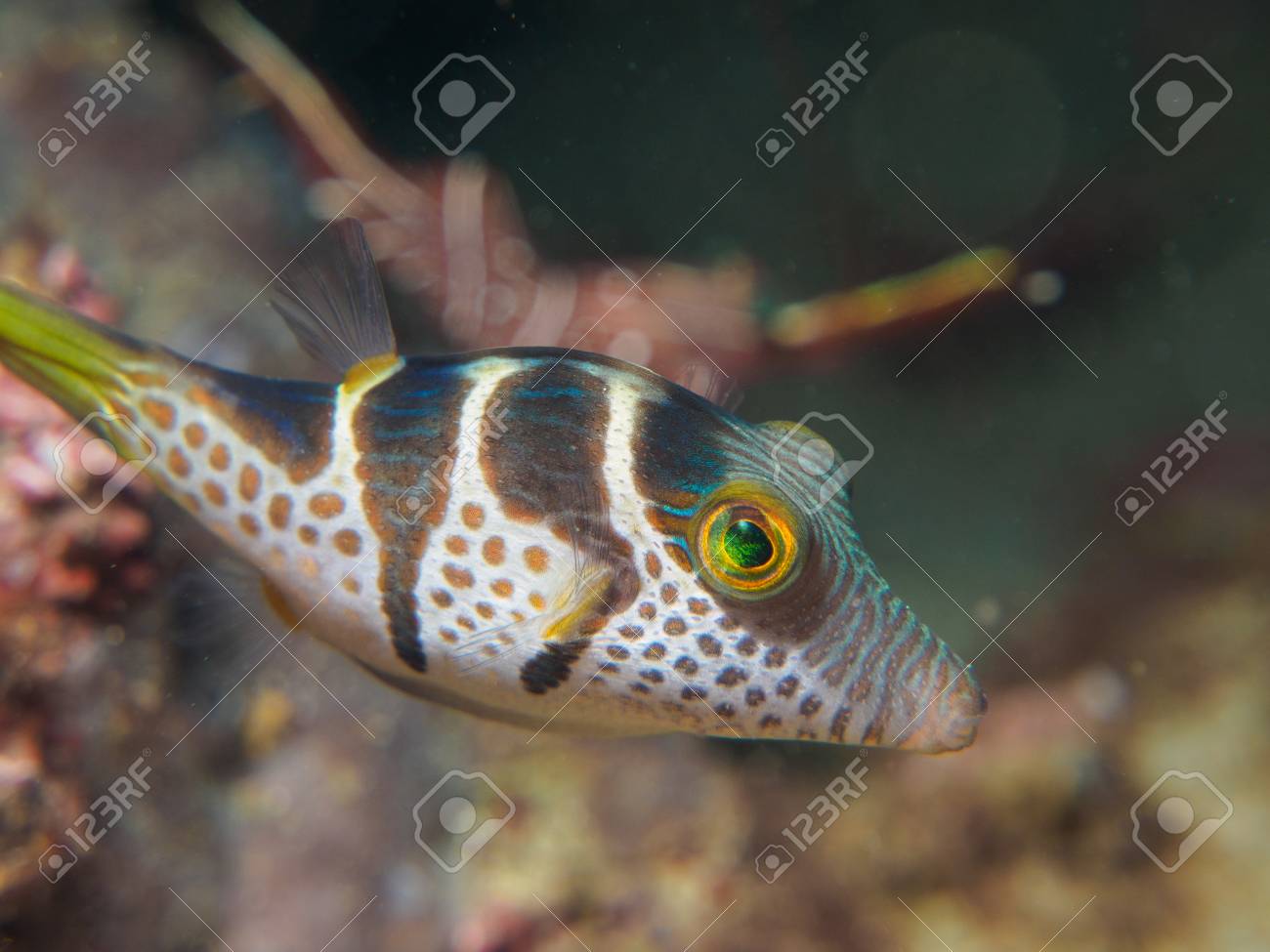 etiam-dictum-ipsum-a-felis