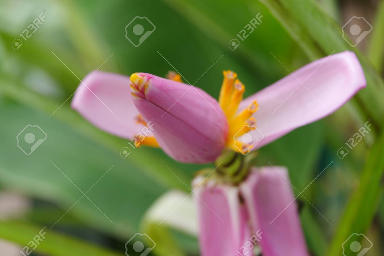 フィリピン ブランチの野生の紫色の花 の写真素材 画像素材 Image