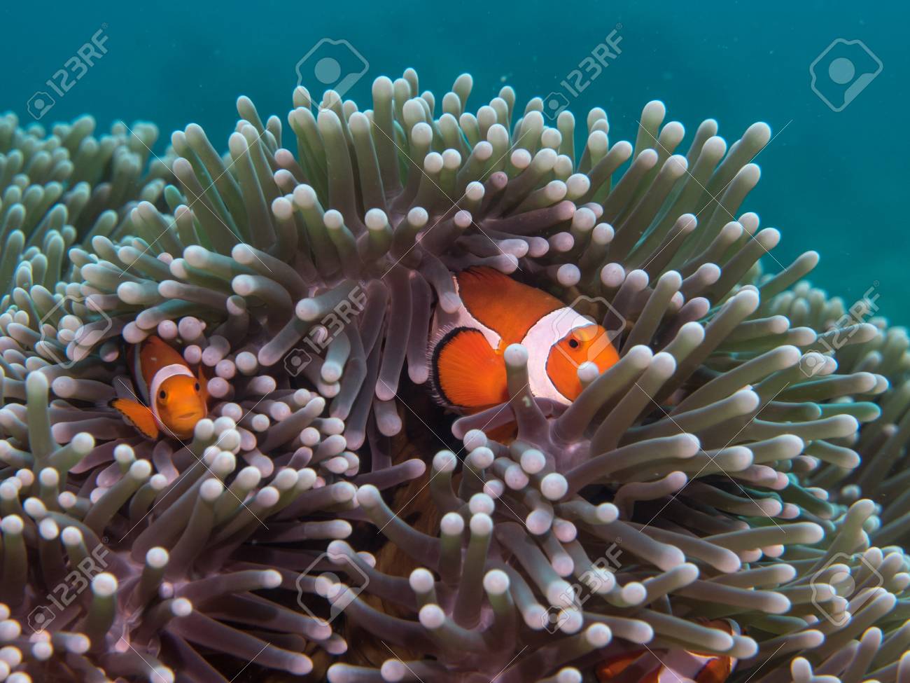 poisson mer des philippines