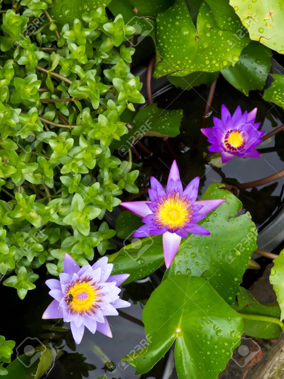 etiam-dictum-ipsum-a-felis