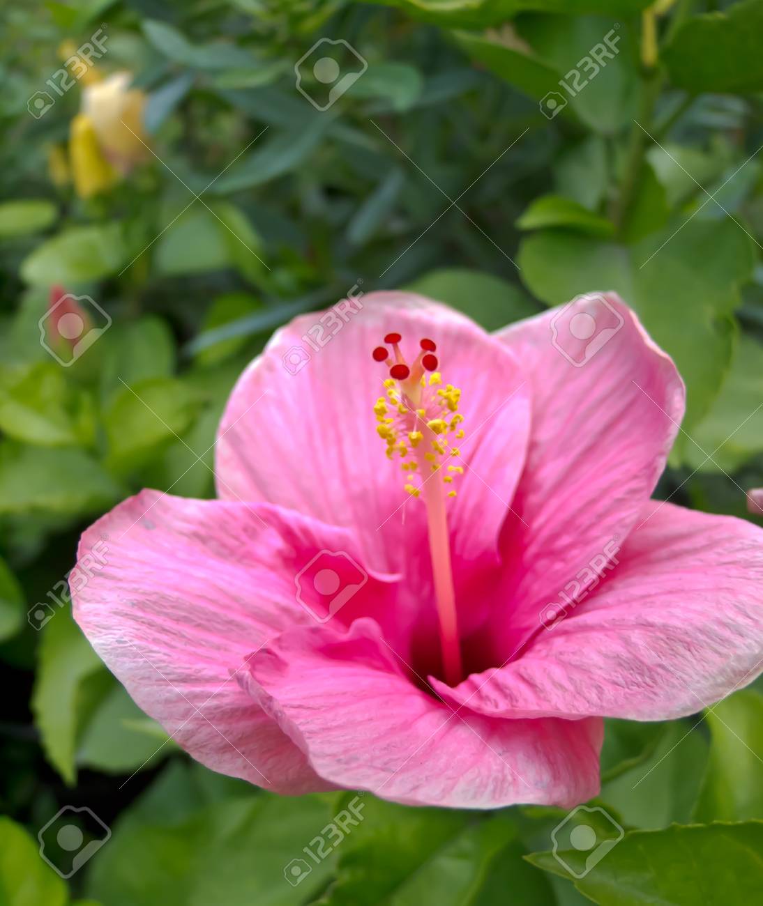 etiam-dictum-ipsum-a-felis