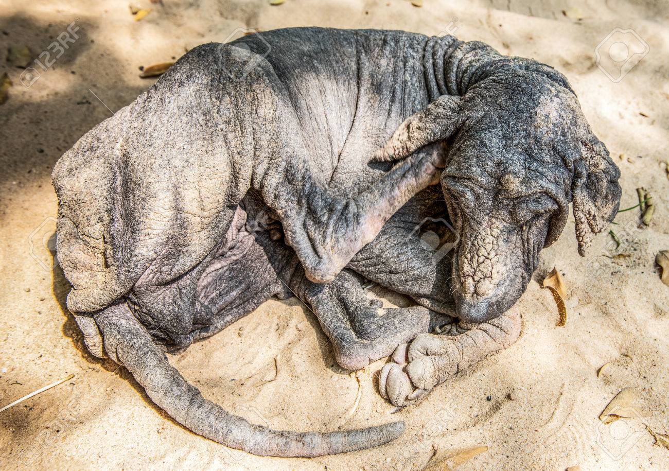 etiam-dictum-ipsum-a-felis