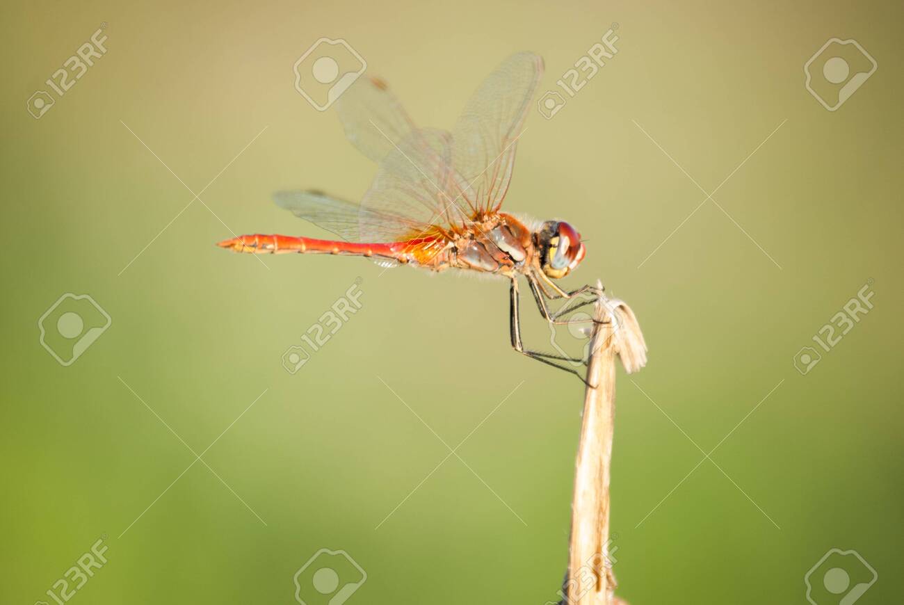 etiam-dictum-ipsum-a-felis