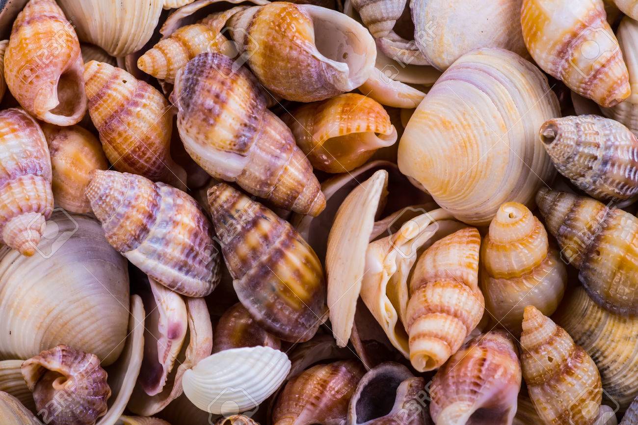 conchas marinas