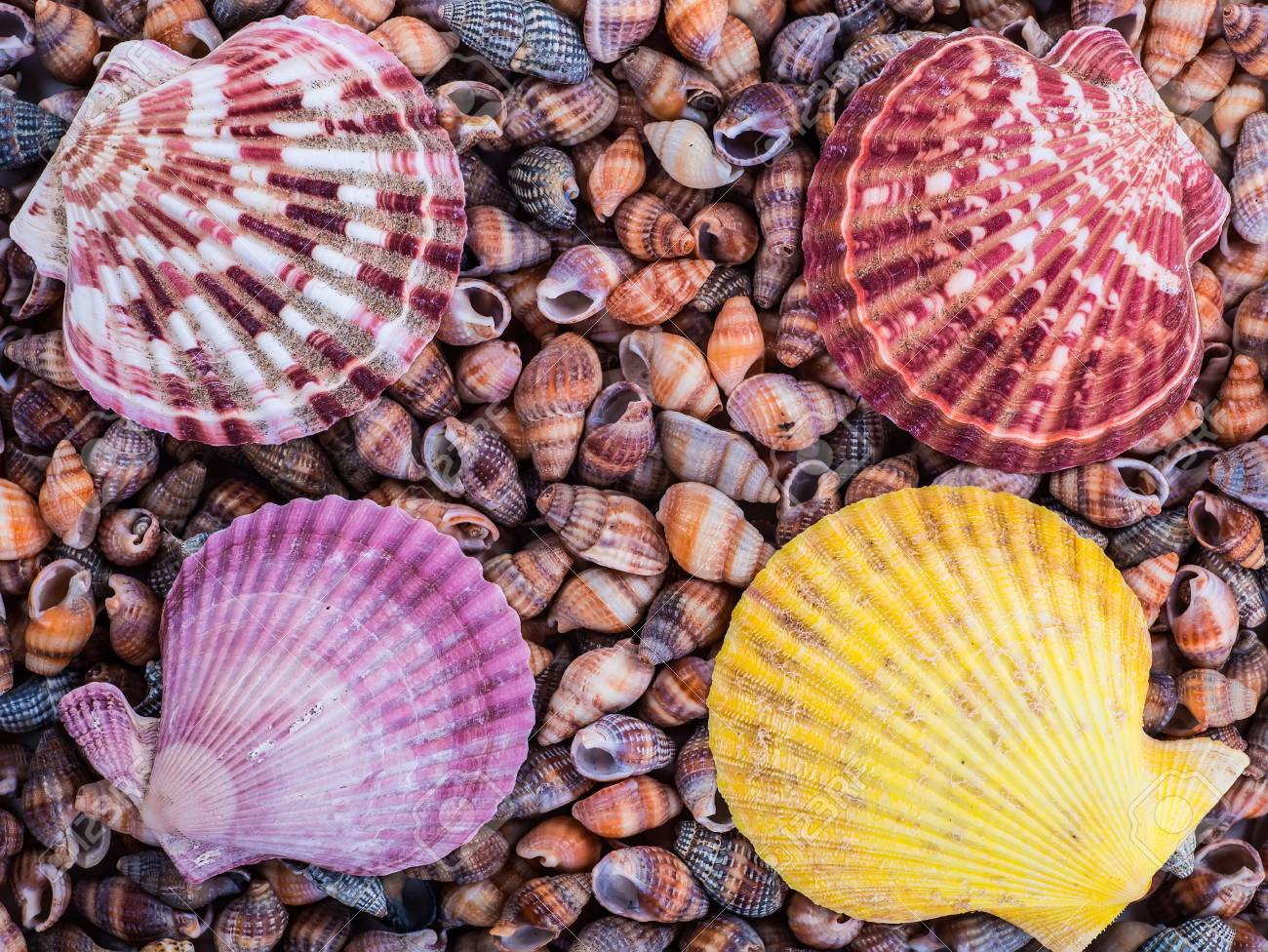 大きなホタテの貝殻が パノラマ ビーチから海の貝の様々 な の写真素材 画像素材 Image 大きなホタテの貝殻が パノラマ ビーチから海の貝の様々 な の写真素材 画像素材 Image