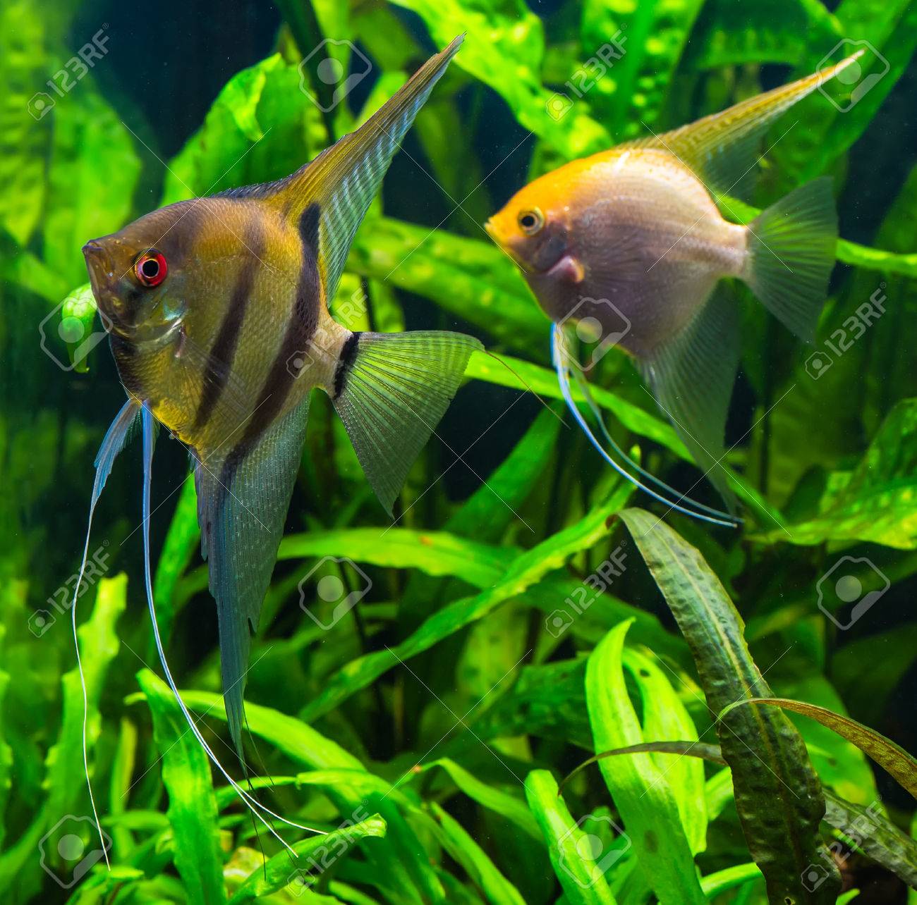 ゼブラ エンゼルフィッシュ エンゼルフィッシュは水族館 の写真素材 画像素材 Image