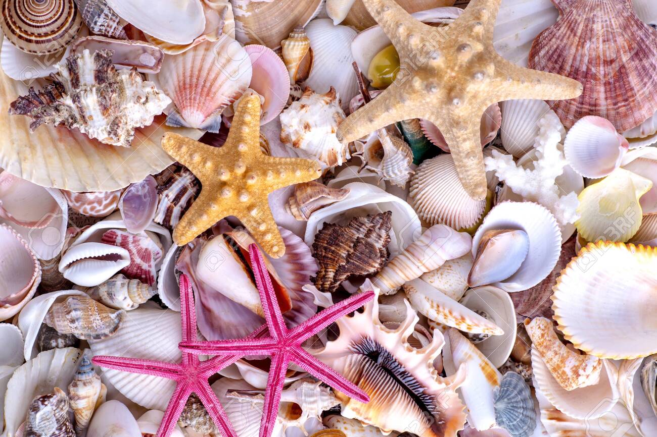 Seashells 8x10 FT Photography Backdrop Pastel Colored Macro Seashells Picked from Beach Drifts Coral Marine Mollusk Background for Photography Kids Adult Photo Booth Video Shoot Vinyl Studio Props Seashells 8x10 FT Photography Backdrop Pastel Colored Macro Seashells Picked from Beach Drifts Coral Marine Mollusk Background for Photography Kids Adult Photo Booth Video Shoot Vinyl Studio Props