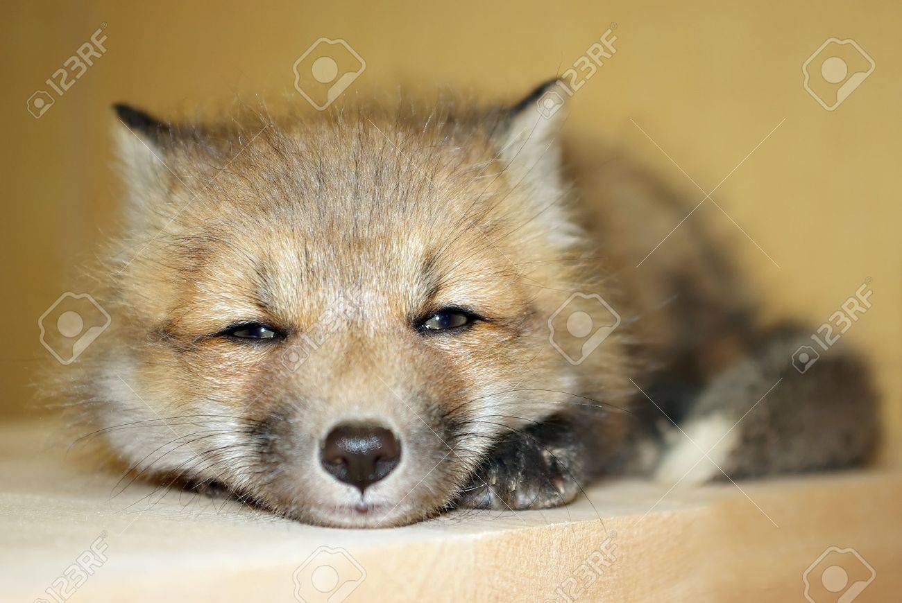 Un Petit Bebe Le Renard Roux Couchee Banque D Images Et Photos Libres De Droits Image