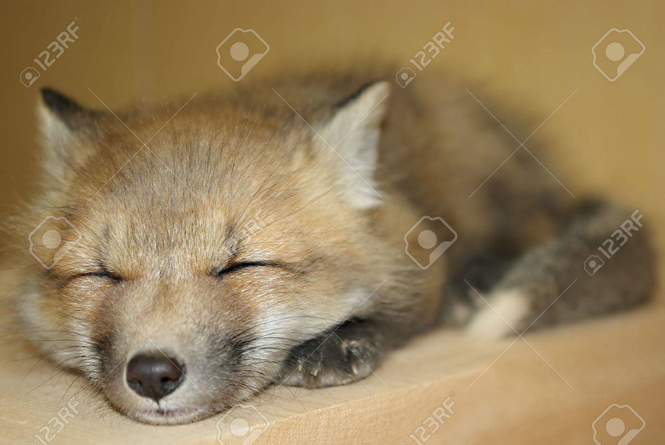 Un Petit Bebe Le Renard Roux Dormir Banque D Images Et Photos Libres De Droits Image