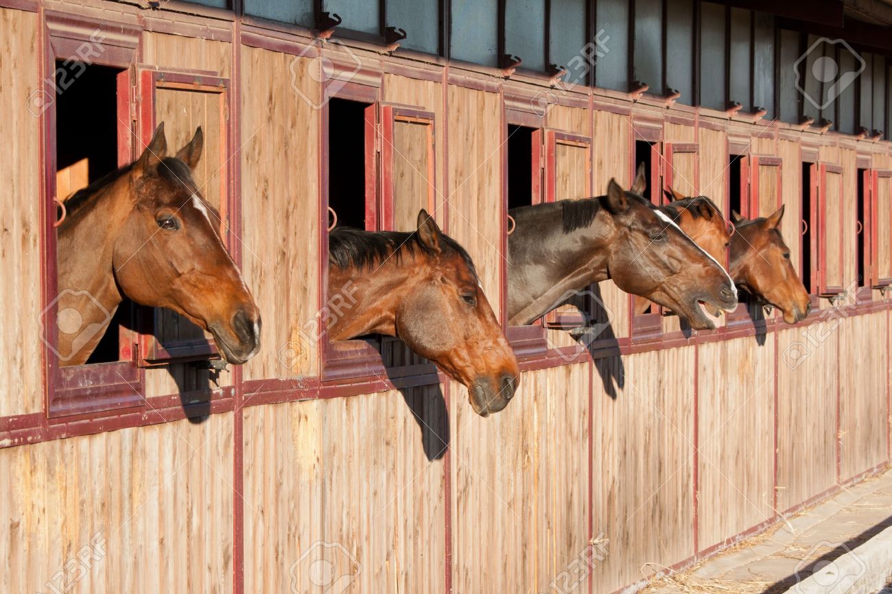 Horses In Their Stable Stock Photo Picture And Royalty Free Image Image 12583595