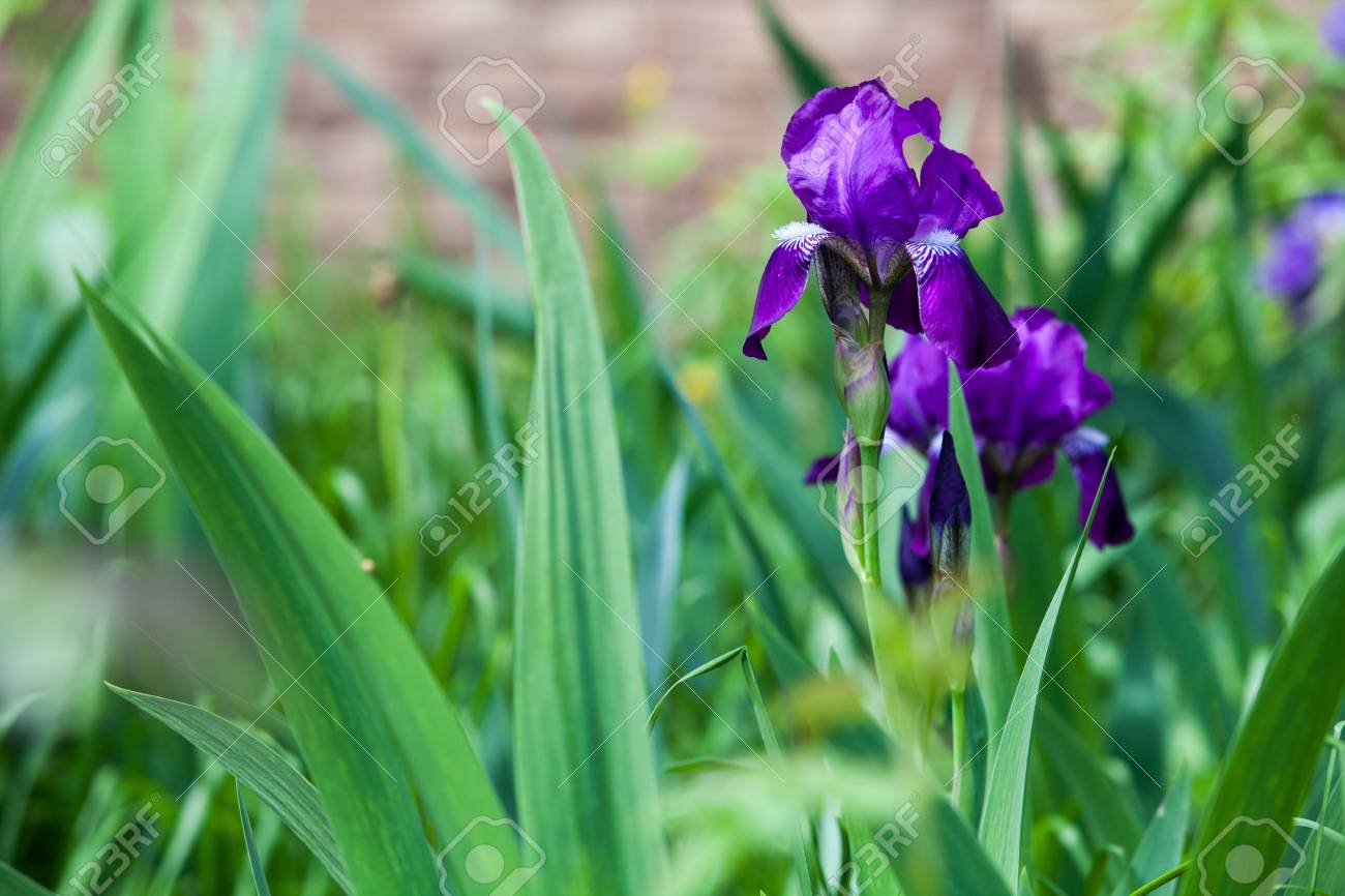 etiam-dictum-ipsum-a-felis