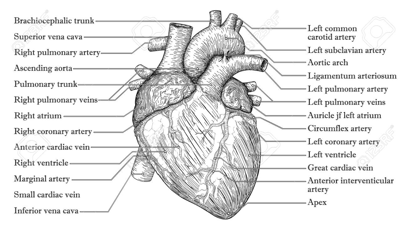nombres de las arterias y venas del corazon