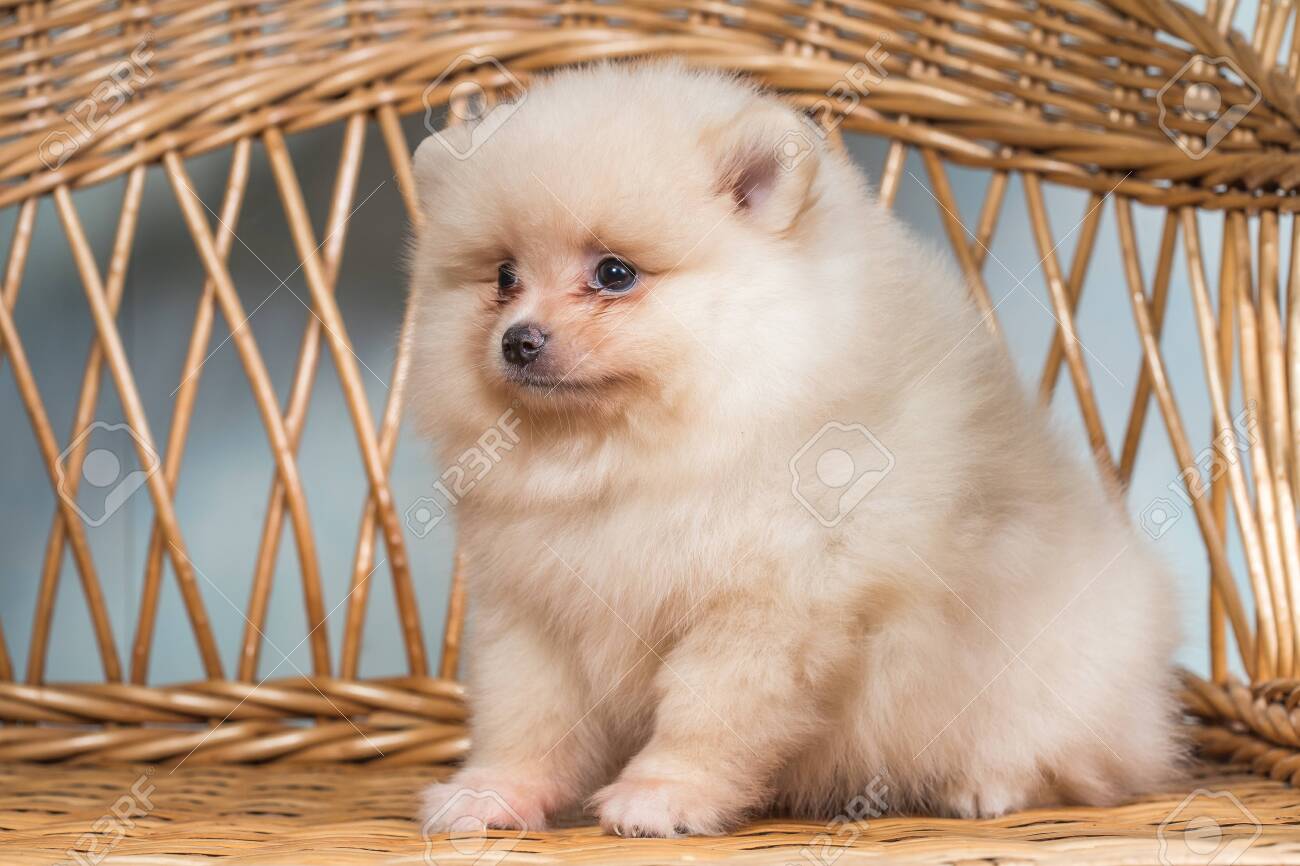 Ein kleiner schwarz-brauner Hund mit offenem Maul Foto – Kostenloses Bild  zum Thema Katze auf Unsplash, image size:1300x866