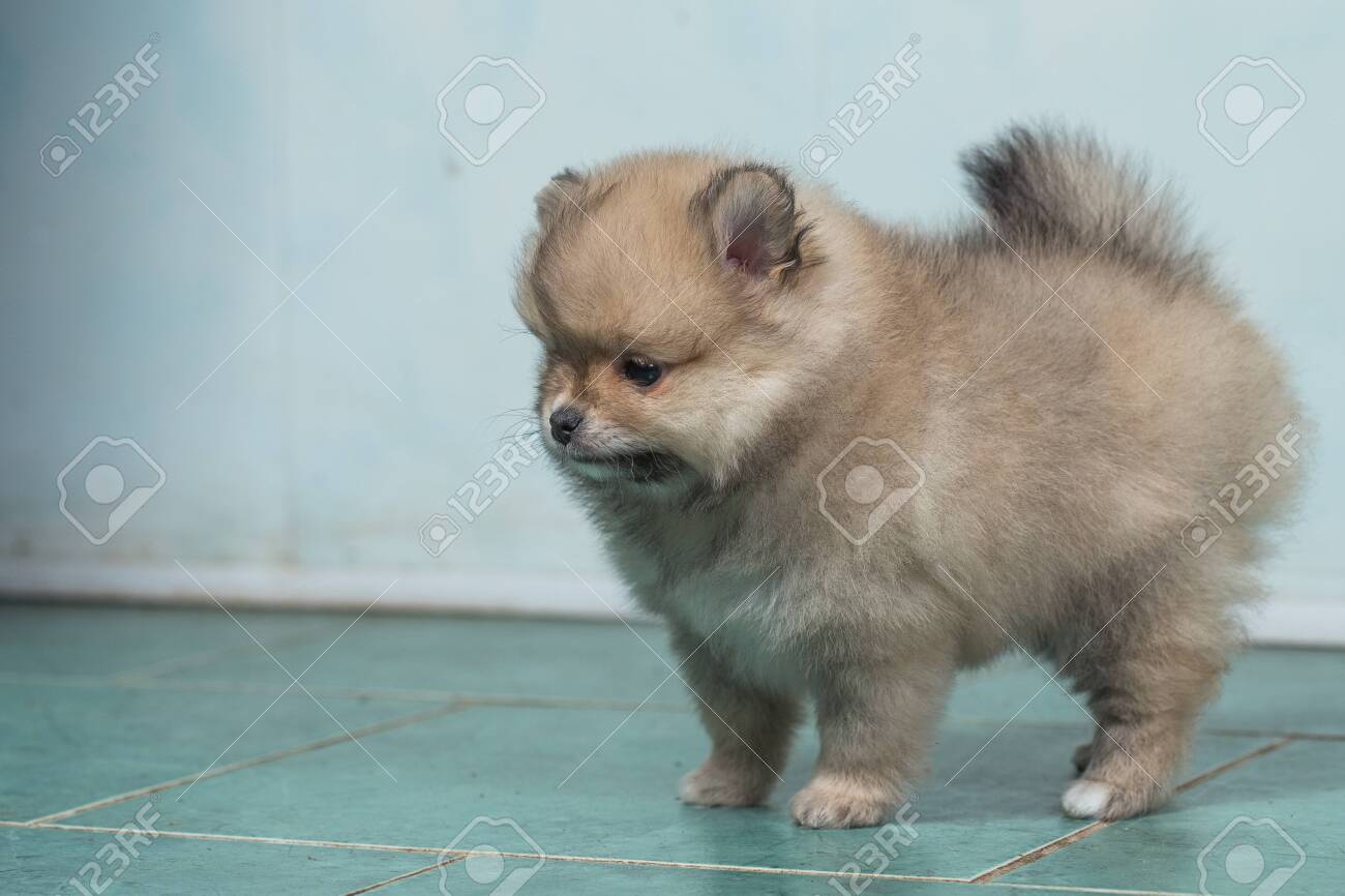 dog's heat cycle what to expect