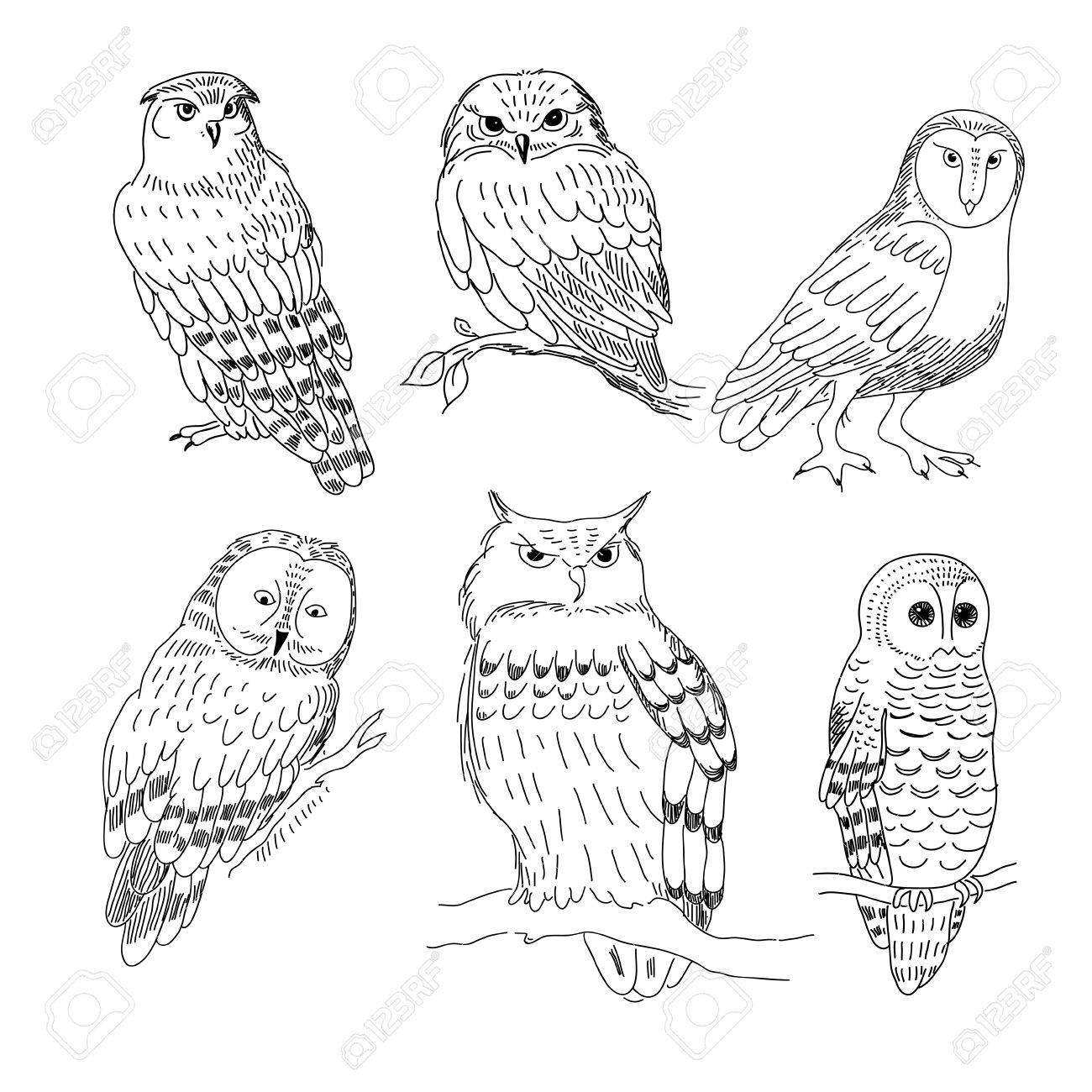 現実的な様式で描かれている フクロウの画像のセットのイラスト素材 ベクタ Image