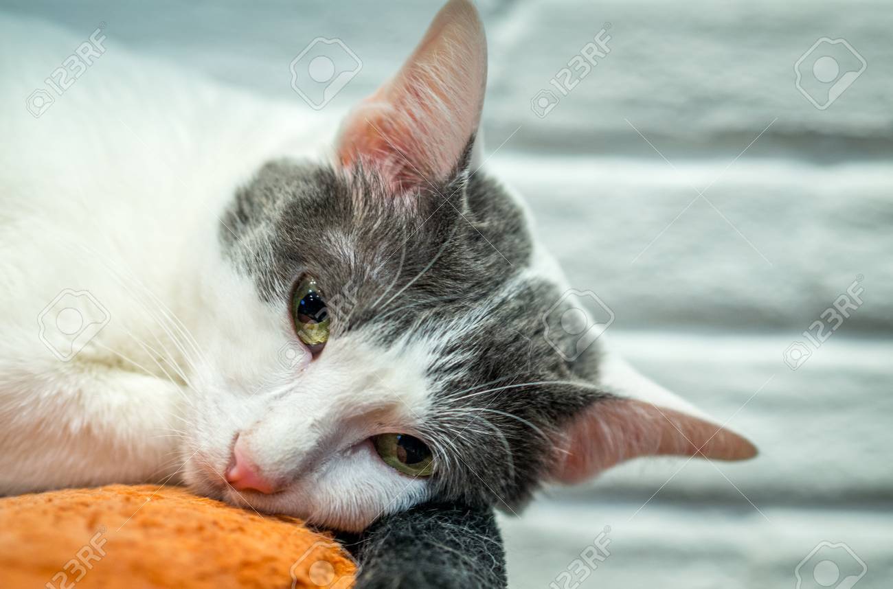 etiam-dictum-ipsum-a-felis