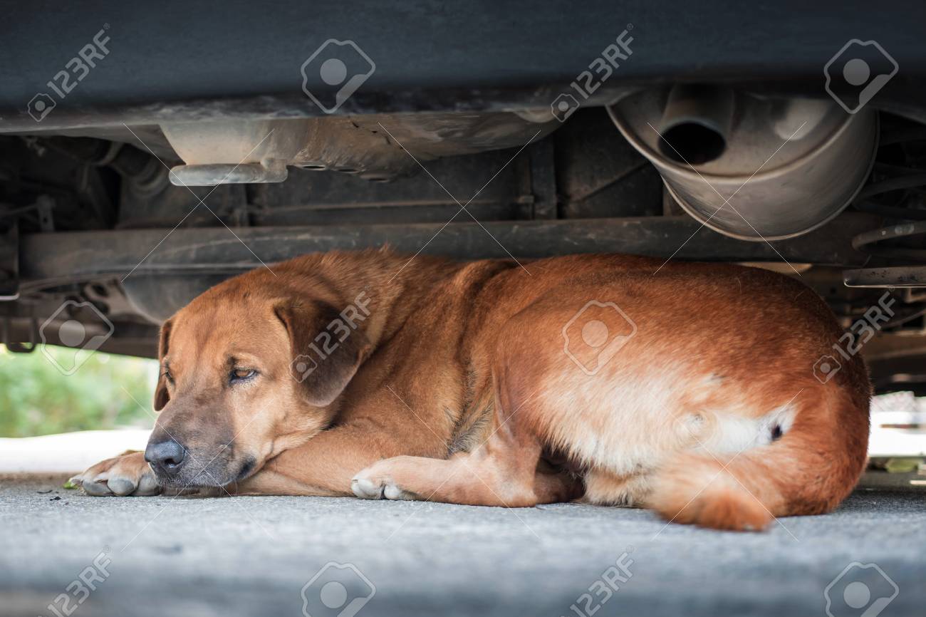 Dog Sleeping Under The Car Stock Photo Picture And Royalty Free Image Image 97224457