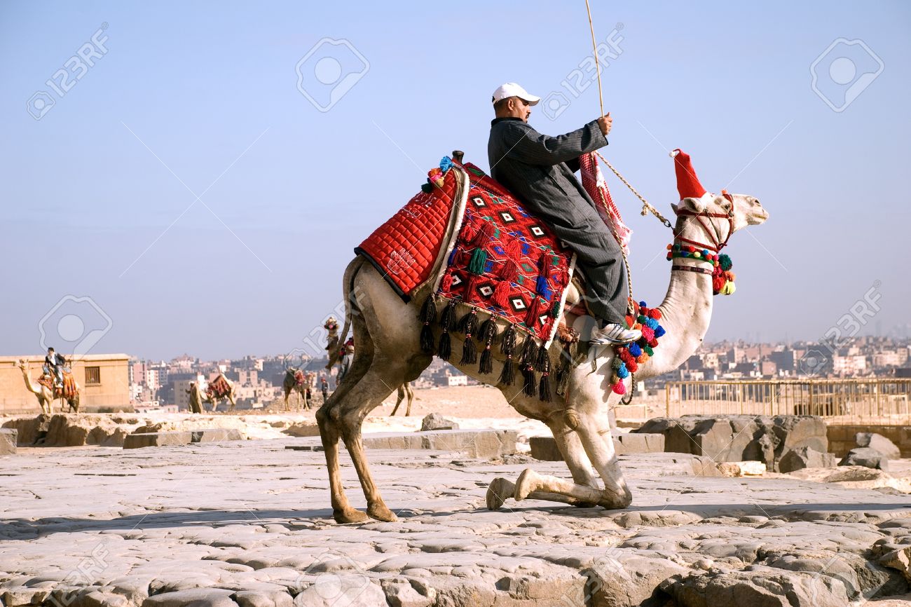 Arab (Bedouin) sitting on the tucking up camel against the background of Cairo. Egypt. Plateau Giza. - 10331682 Arab (Bedouin) sitting on the tucking up camel against the background of Cairo. Egypt. Plateau Giza. - 10331682