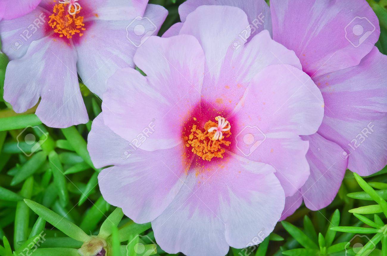 corolla flower