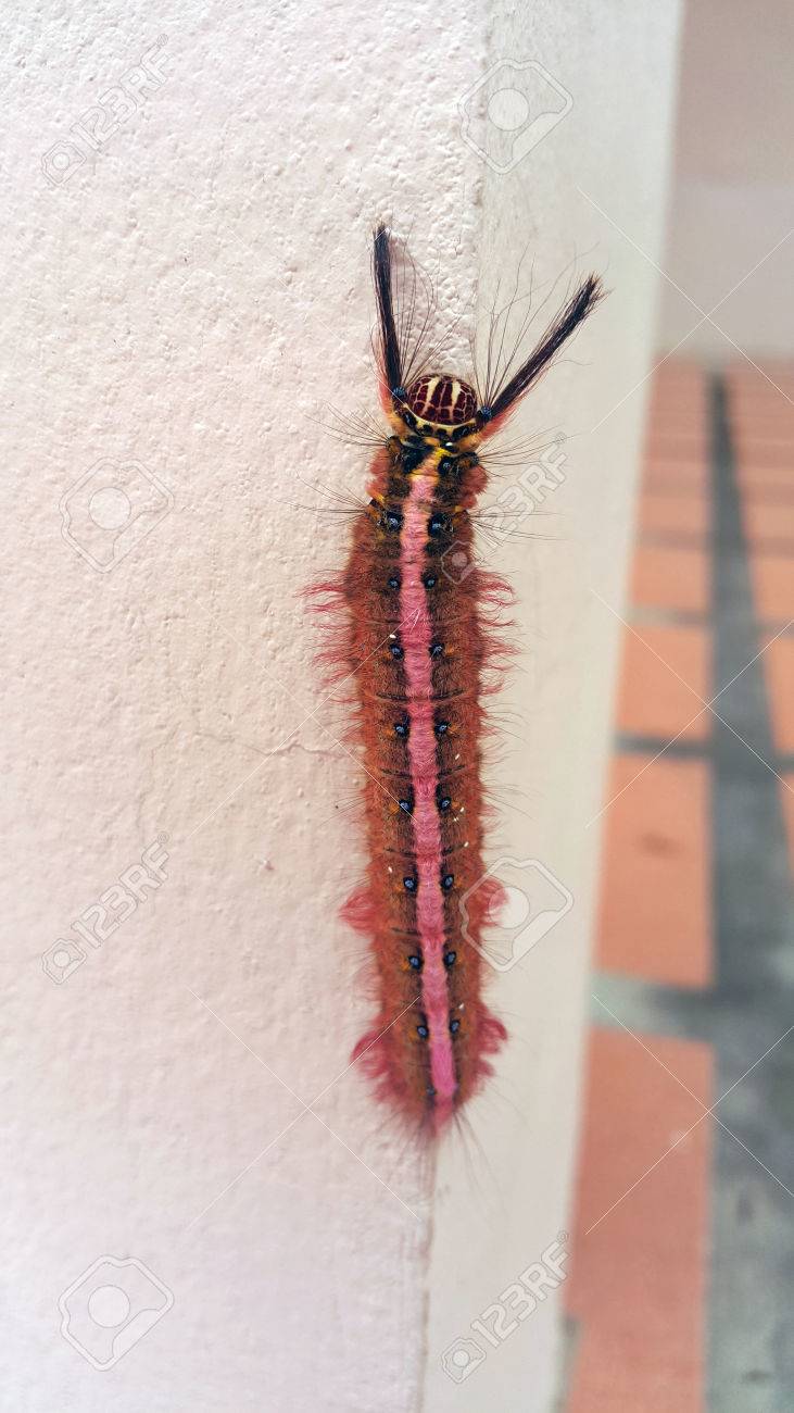 ピンクの毛虫。髪のワーム。髪をワームします。の写真素材・画像素材