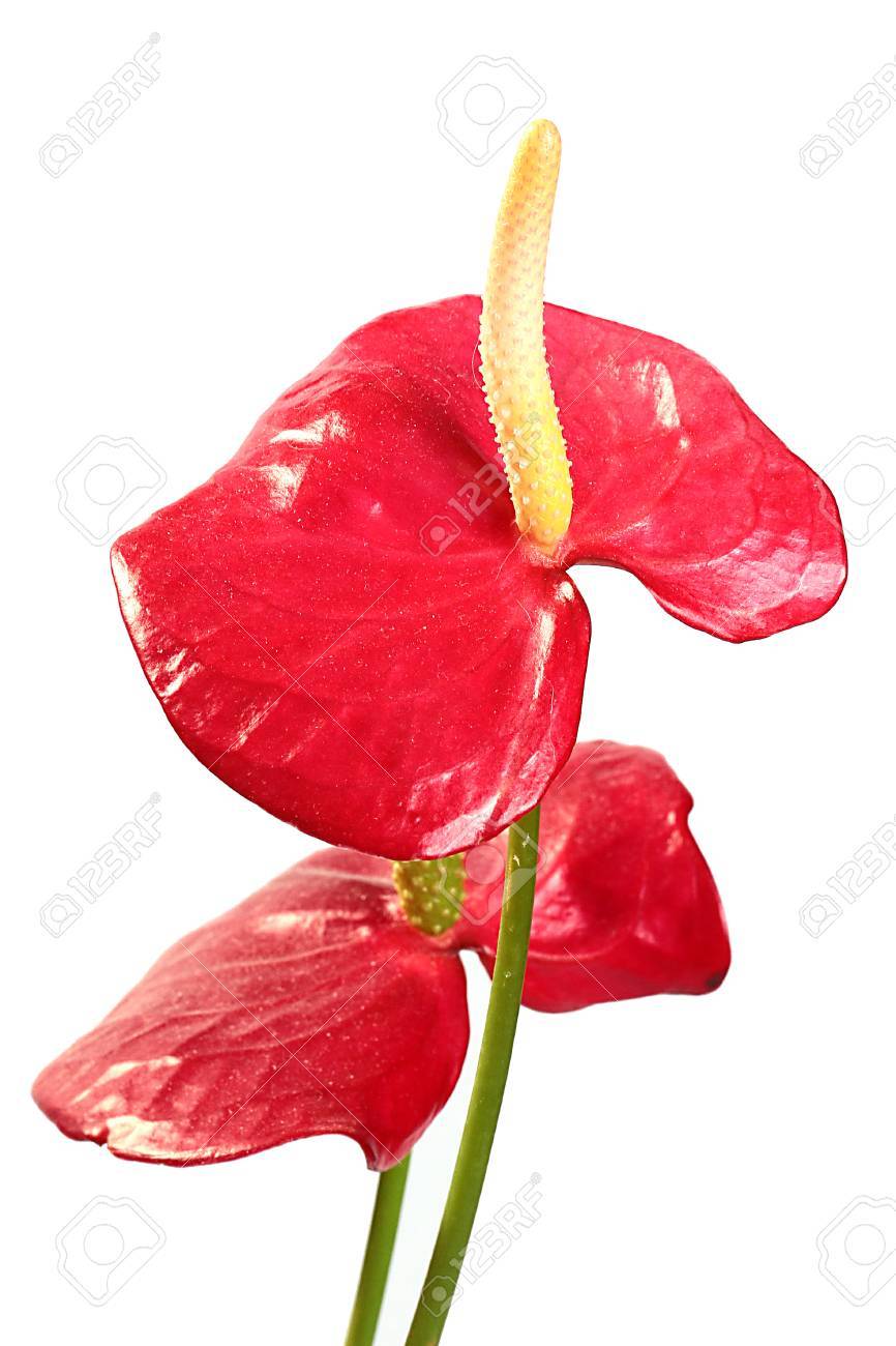 家屋内観葉植物アンスリウムの美しい花 の写真素材 画像素材 Image 9633