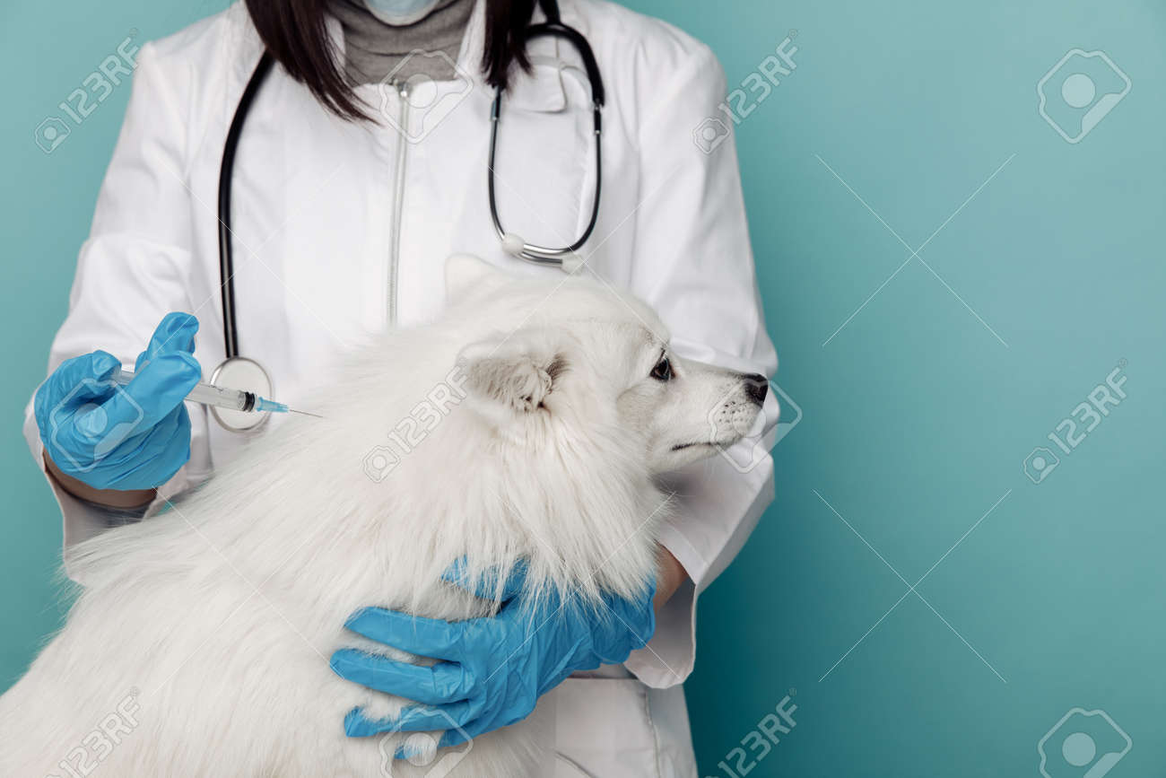 Veterinarian with syringe and white dog on table in vet clinic close-up - 169819169 Veterinarian with syringe and white dog on table in vet clinic close-up - 169819169