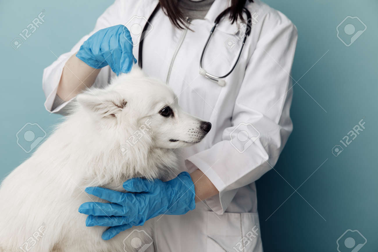 Veterinary checks the ears dog on the table in vet clinic, pet care concept - 169819170 Veterinary checks the ears dog on the table in vet clinic, pet care concept - 169819170