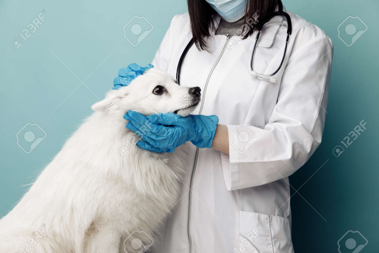 Veterinary in uniform checks the ears dog on the table in vet clinic - 169820278 Veterinary in uniform checks the ears dog on the table in vet clinic - 169820278