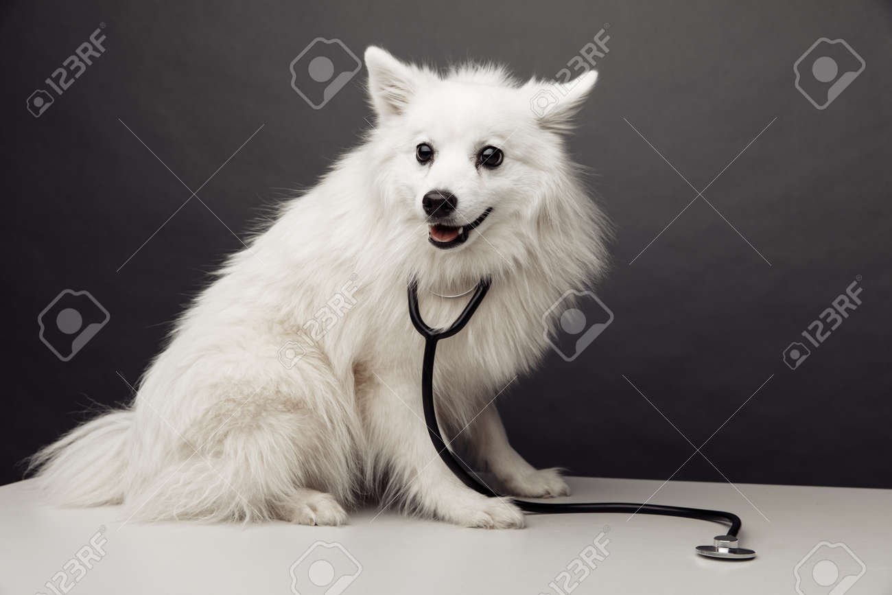 White dog with stethoscope on table in vet clinic on grey background. Pet care concept - 169820280 White dog with stethoscope on table in vet clinic on grey background. Pet care concept - 169820280