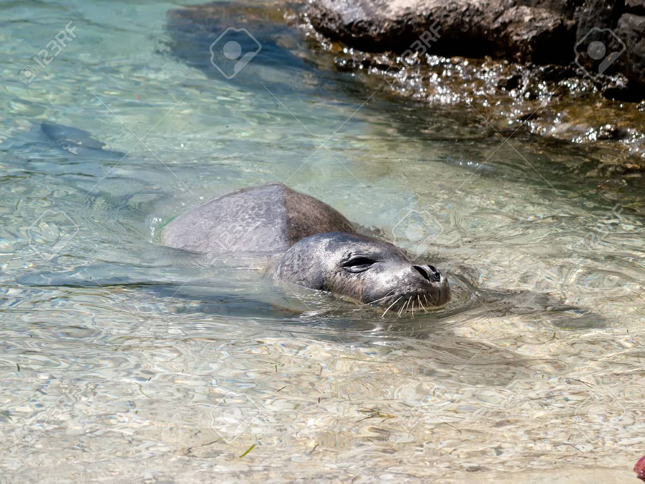 チチュウカイモンクアザラシ海の浅瀬でリラックスします の写真素材 画像素材 Image チチュウカイモンクアザラシ海の浅瀬でリラックスします の写真素材 画像素材 Image