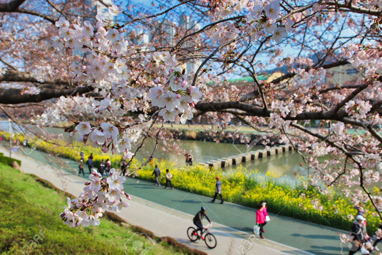 Spring of Oncheoncheon Citizens Park, Busan, South Korea, Asia - 162844829 Spring of Oncheoncheon Citizens Park, Busan, South Korea, Asia - 162844829